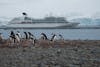 Gentoo Penguins & Seabourn Quest