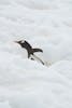 Gentoo Penguin on Trail