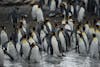 King Penguins