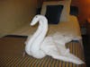 swan