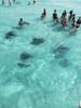 Stingray City, Grand Cayman