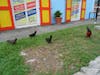 St Maartin shopping distric chickens