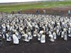 king penguins