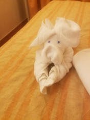 Towel Animals everyday