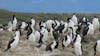 Cormorants pretending to be penguins.