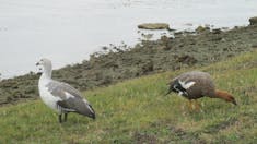 Kelp geese. The males are cwhite, females brown to black.