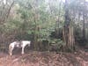 St Kitts- horse back riding in the rainforest