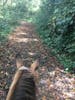 St Kitts- horse back riding in the rainforest; very relaxing