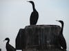 Yep. Seattle's got Cormorants.