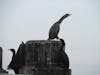 Seattle waterfront - cormorants.