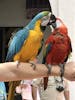 Sweet macaws