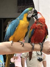Cartagena, Colombia - Sweet macaws