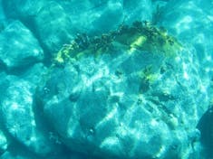 snorkeling on St Kitts
