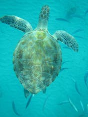 Swim with the turtles on Barbados