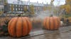 Large pumkins in Quebec