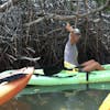 Mangrove Forest