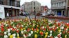 Amsterdam's Tulipes