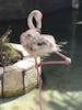 Flamingo in Costa Maya