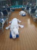 Every morning towel animals were on the chairs on the deck