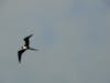 Seabirds frequented the wake, hoping for a quick lunch