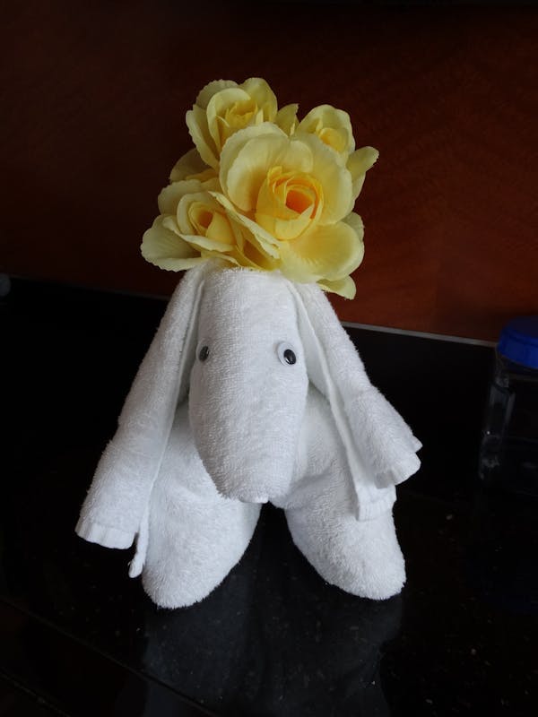 First nights towel creature with our Texas yellow roses - Liberty of the Seas