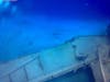 Bahama's Shark Dive