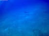 Bahama's Shark Dive