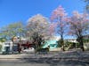 Beautiful Flowering Trees