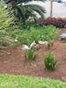 A rooster, his mate and their young ones at the dock!