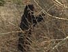 Bear and Cubs on In the Yukon