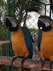 Macaws 