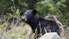 Black Bear along the Klondike Highway out of Skagway with Dyea Dave Tours