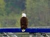 The Eagle that kept his eye on the Juneau cruise ship port all day.