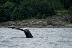 Juneau, Alaska - my whale