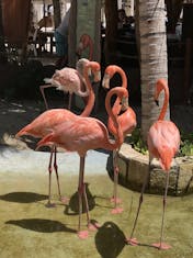 Costa Maya (Mahahual), Mexico - Beautiful birds at the shopping port!