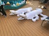 Life-sized tolwel alligators on pool deck