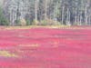 Blueberry fields on the way to the Hopewell Rocks