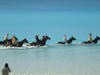 Watched horses take riders into Caribbean