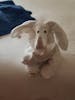 Cute towel animals made daily by room Stewart's 