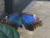 Blue butterfly exhibit!