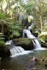 Onomea Waterfalls, Botanical Gardens