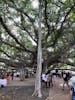 Banyan Tree Square