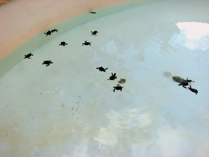 Cozumel, Mexico - Baby turtles at Xcaret, Cozumel