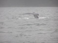 Juneau, Alaska - Whale watch