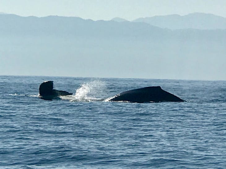 Puerto Vallarta, Mexico - Whale watching