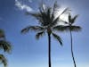 Poipu Beach Palm Tree