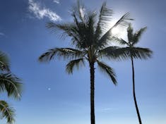 Poipu Beach Palm Tree