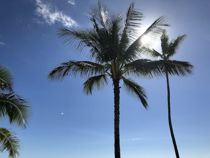 Nawiliwili, Kauai - Poipu Beach Palm Tree