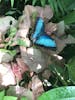 Butterfly conservatory 