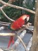 red macaw